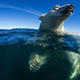 Image for article titled The best nature photo of the year is this badass polar bear